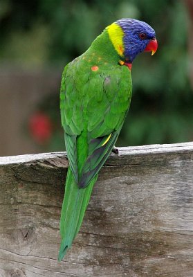 Green Bird