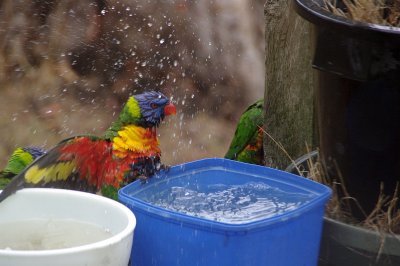 Bird Bath