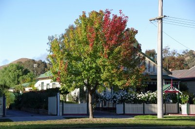 Green/Red Tree