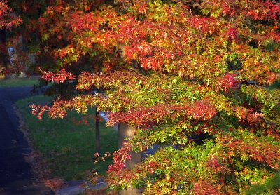 Autumn Colours