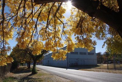 Back Lit Yellow Tree