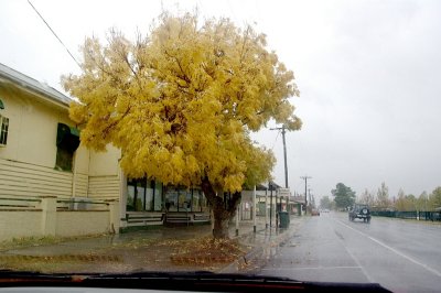 Wet Yellow Tree