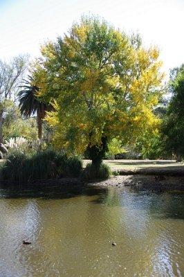 Tree and Lake