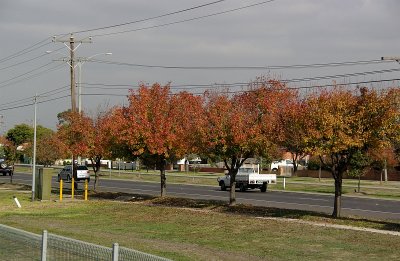 Red Trees at Lalor