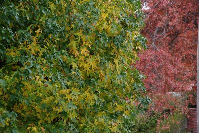 Reds and Yellows and Greens