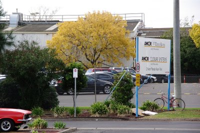 Yellow Tree and Bike