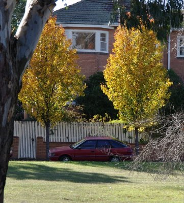 Yellow Bush