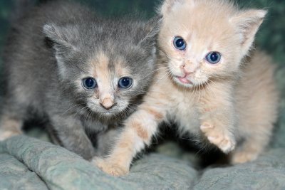 rescue_kittens