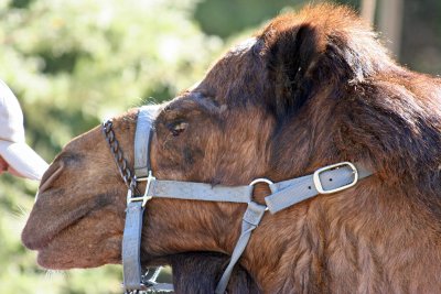 Camel
