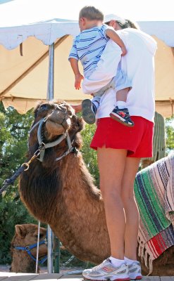 Devon meets the camel