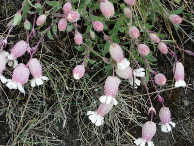 bonnets in Iceland