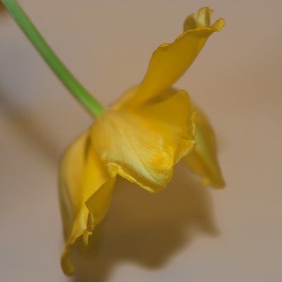 yellow tulip, tulipa