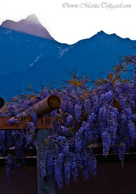 alpes and flowers