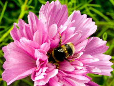 bumblebee in pink, big