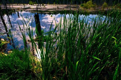 the wetlands - Sweden