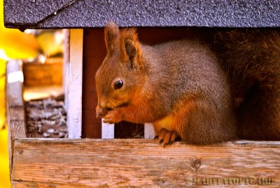 squirrel in our birds house :)
