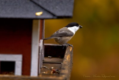 Parus palustris, marsh tit