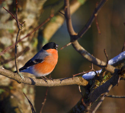 Pyrrhula pyrrhula, bullfinch