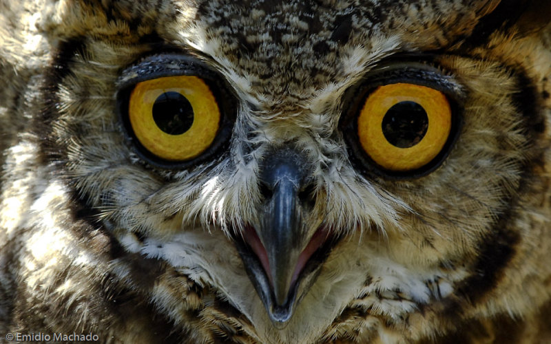 Bufo da Verginia - Bubo virginianus