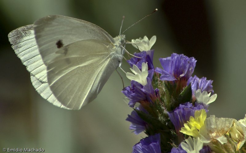 Pieris rapae