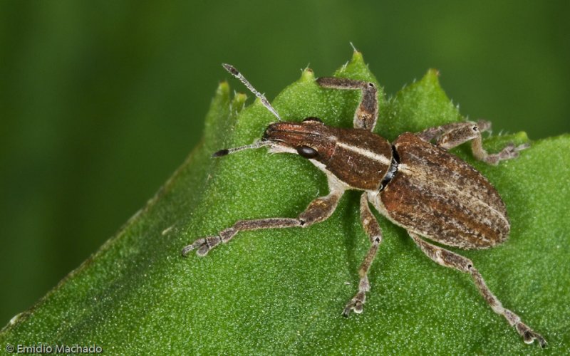 zzF_Curculionidae_075