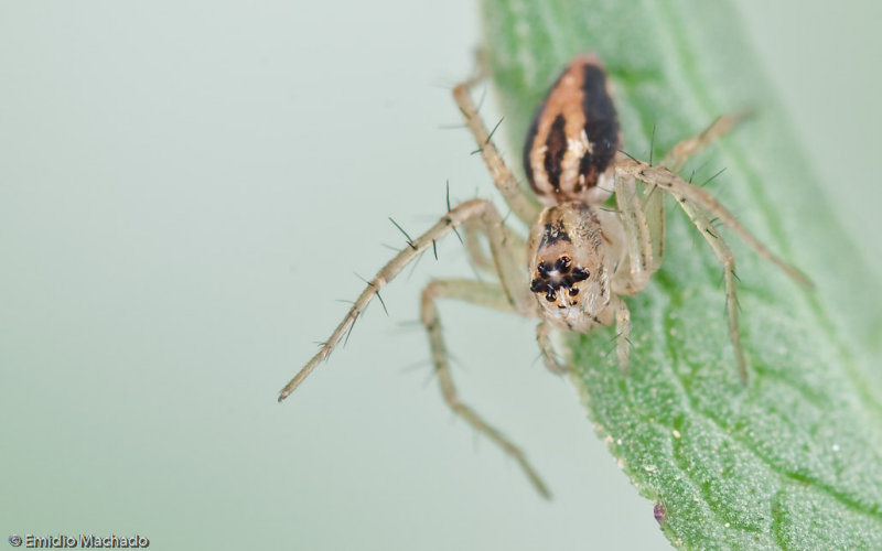 Oxyopes_0642 EM-98997.jpg