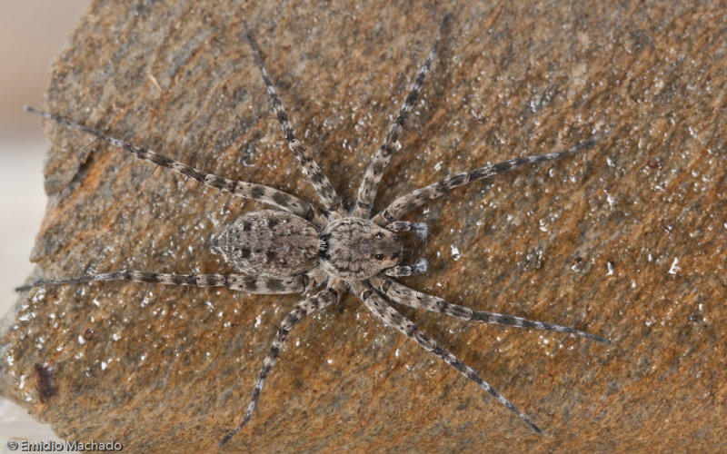 Wadicosa fidelis _FA0901 EM-90144.jpg