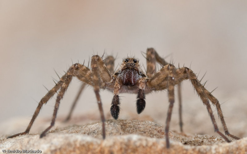 Pardosa hortensis _MA0900 EM-90121.jpg