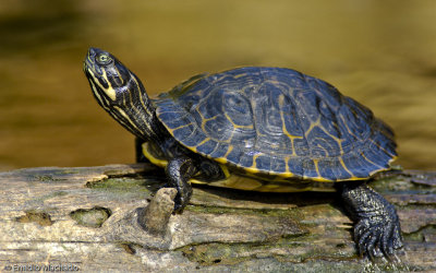 Trachemys scripta _0069969.jpg