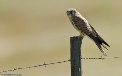 Peneireiro-das-torres  -  Falco naumanni