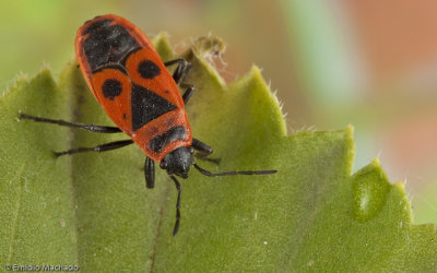 Pyrrhocoris apterus