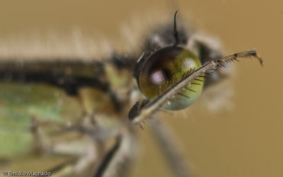 _EM98150.jpg