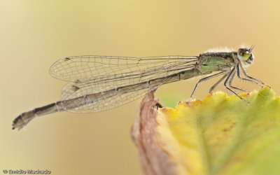 _EM98161.jpg