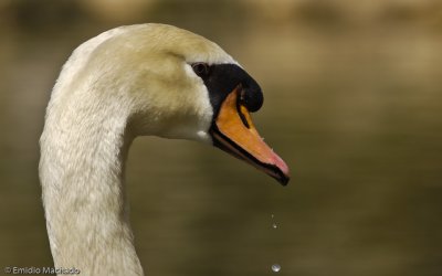 Cisne Vulgar - Cisne Mudo - Cygnus olor