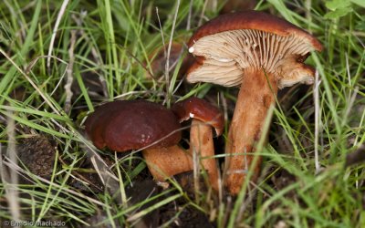 Lactarius sp427