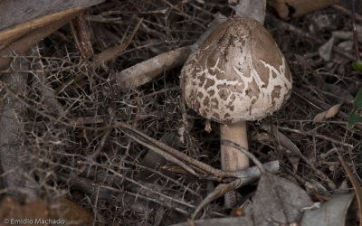 Macrolepiota sp_EM98284.jpg