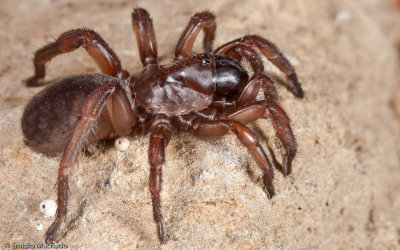 Nemesia ungoliant_0982 EM-94658.jpg