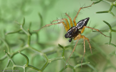 Oxyopes nigripalpis_0682 EM-90304.jpg