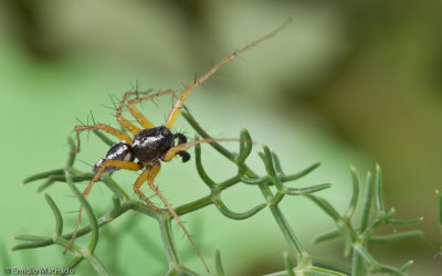 Oxyopes nigripalpis_0682 EM-90271.jpg