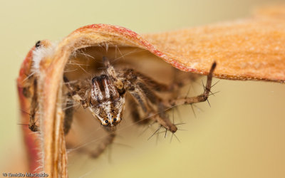 Oxyopes heterophthalmus_0000 EM-97899.jpg