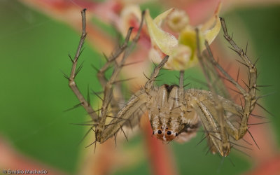 Oxyopes lineatus_0711 EM-91322.jpg