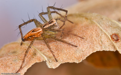 Oxyopes cf. lineatus_0262 EM-99977.jpg