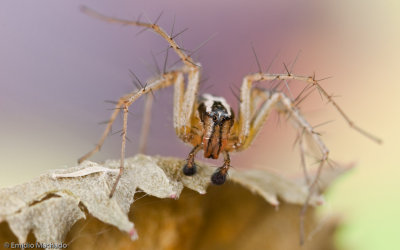 Oxyopes_0258 EM-99691.jpg