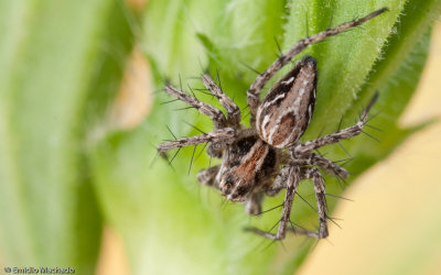 Oxyopes_0613 EM-97651.jpg