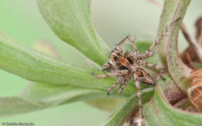 Oxyopes_0641 EM-98983.jpg