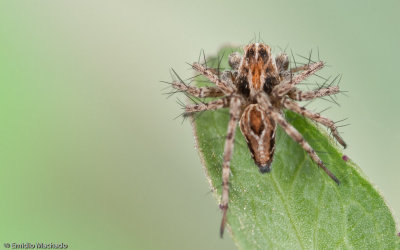 Oxyopes_0641 EM-98991.jpg