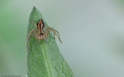 Oxyopes_0642 EM-99007.jpg