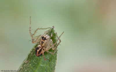 Oxyopes_0642 EM-98999.jpg