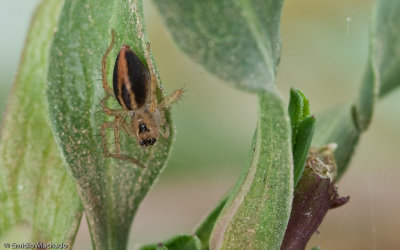 Oxyopes_0643 EM-99019.jpg