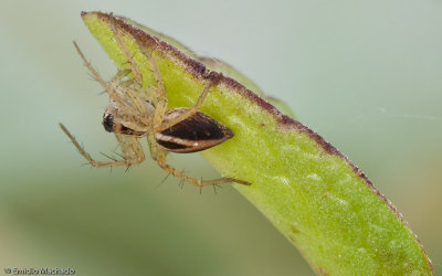 Oxyopes_0644 EM-99041.jpg